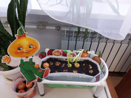Огород на окне Огород на окне.